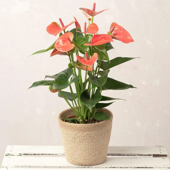 Cserepes Flamingó - növény