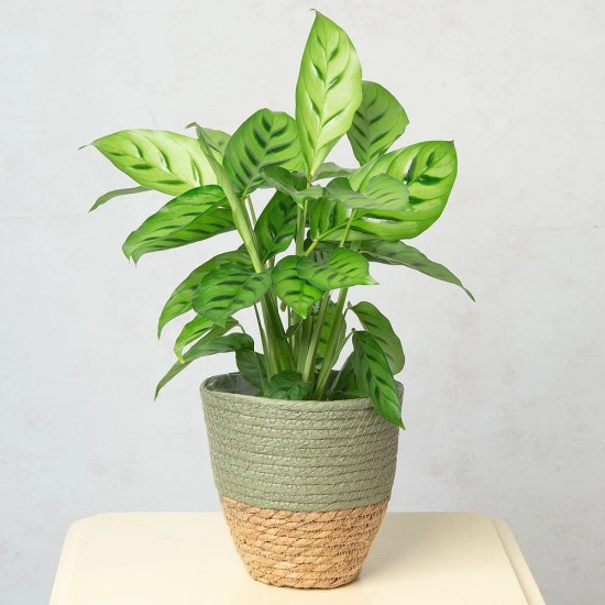 Calathea - green plant