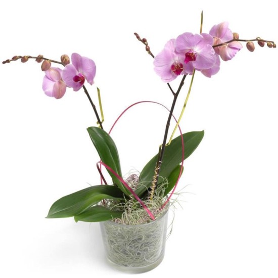 Orchid plant - pink