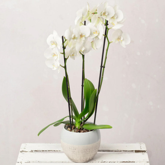 Cserepes orchidea - fehér