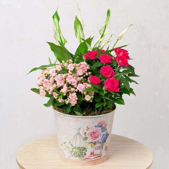 Pink room - flowering plants