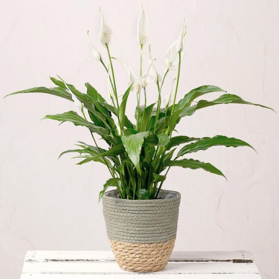 Spathiphyllum - plant