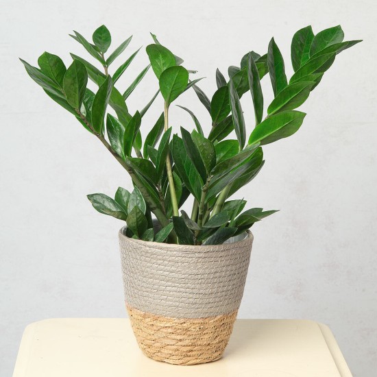Zamioculcas - green plant